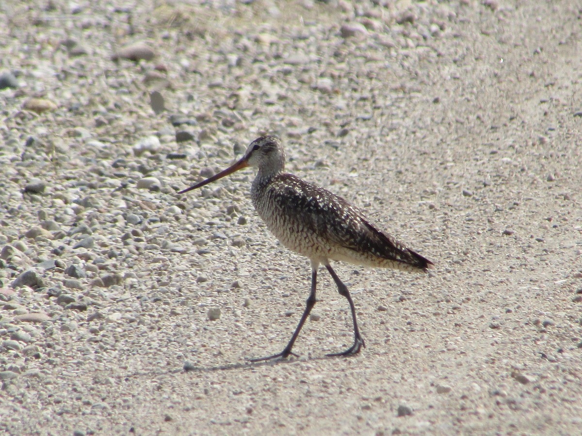 Marbled Godwit - ML620071164