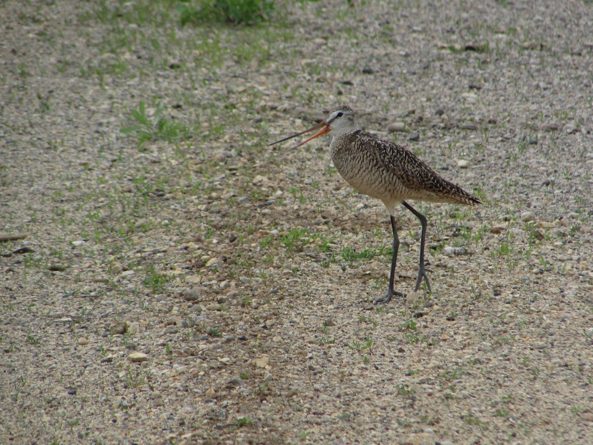 Marbled Godwit - ML620071174