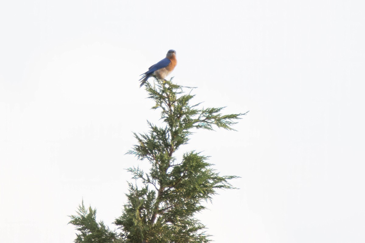 Eastern Bluebird - ML620071177