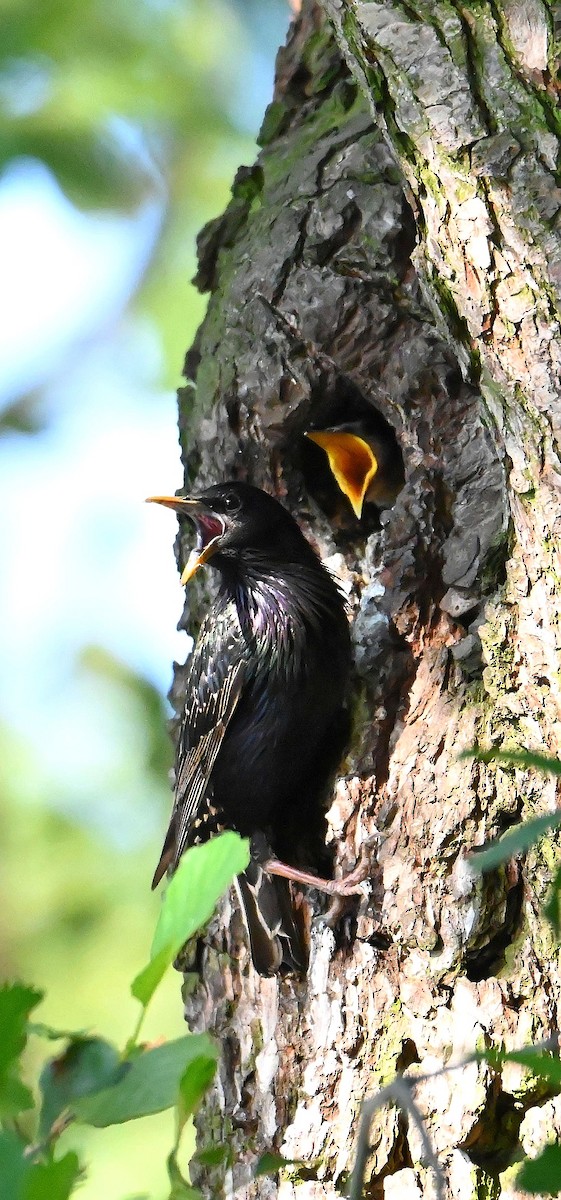 European Starling - ML620071186