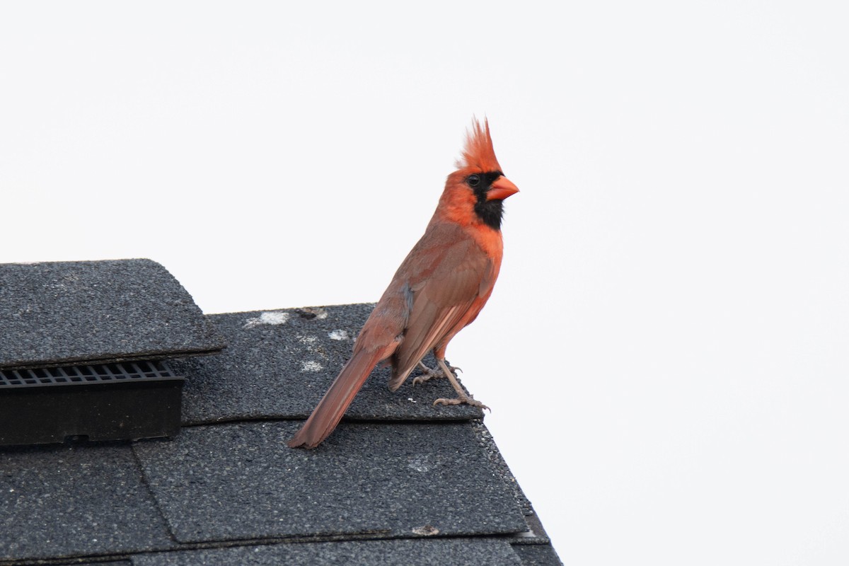 Northern Cardinal - ML620071188