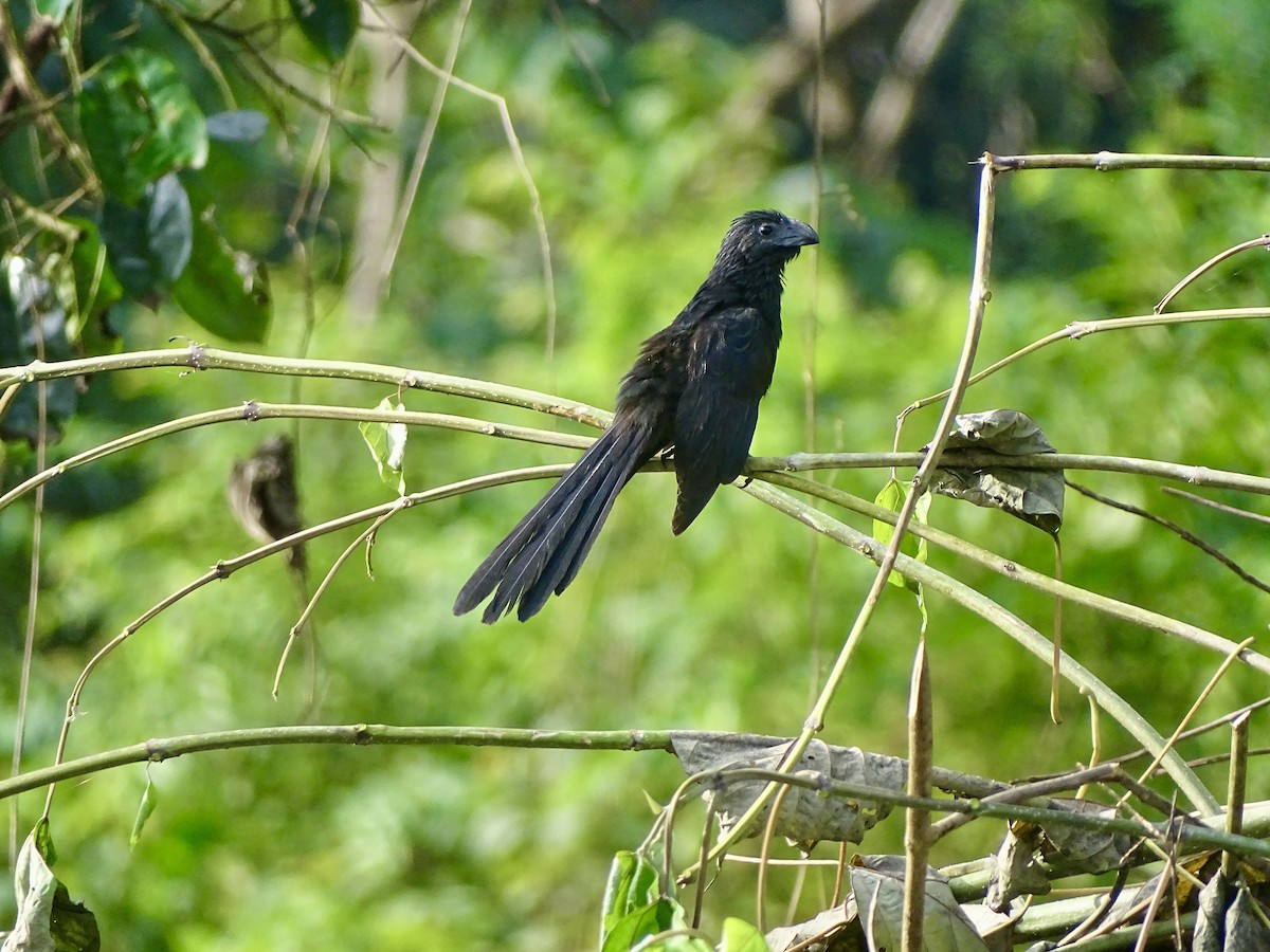 Groove-billed Ani - ML620071191