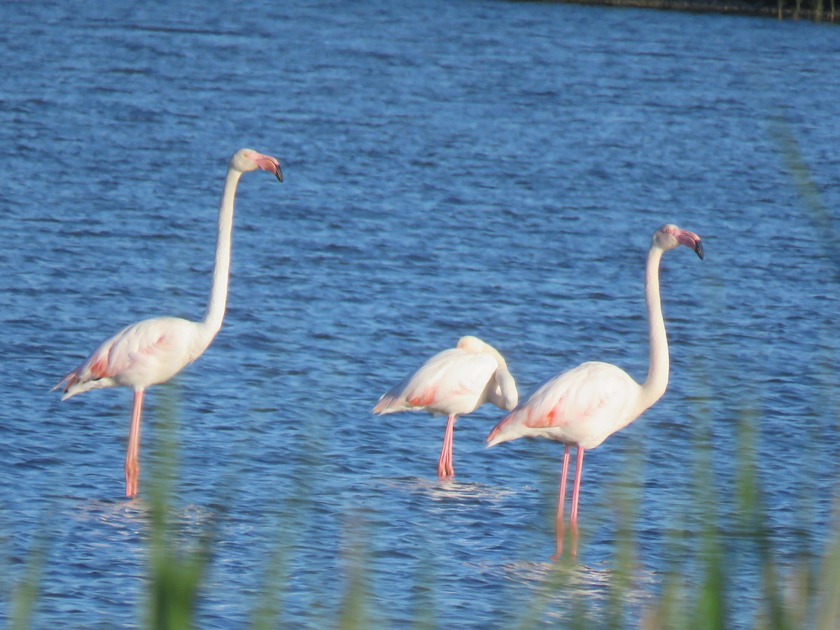 Greater Flamingo - ML620071202