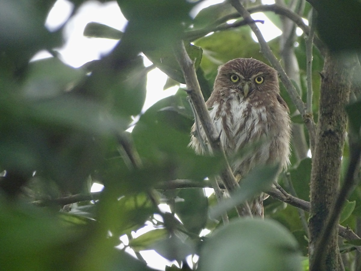 Ferruginous Pygmy-Owl - ML620071204
