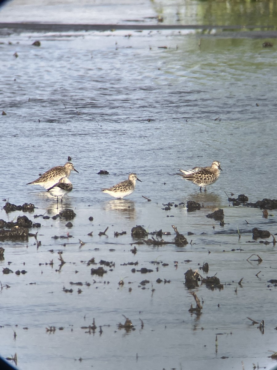 White-rumped Sandpiper - ML620071209