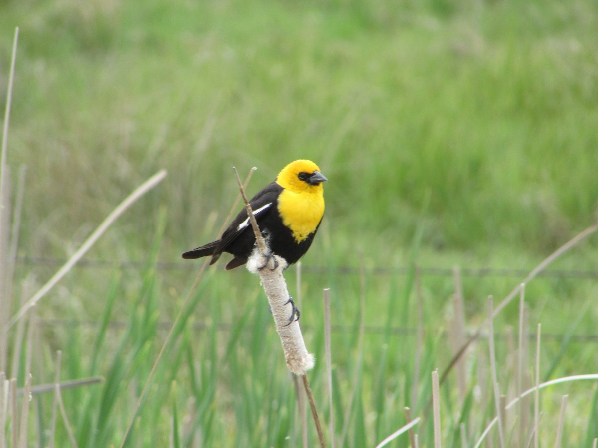 Yellow-headed Blackbird - ML620071223