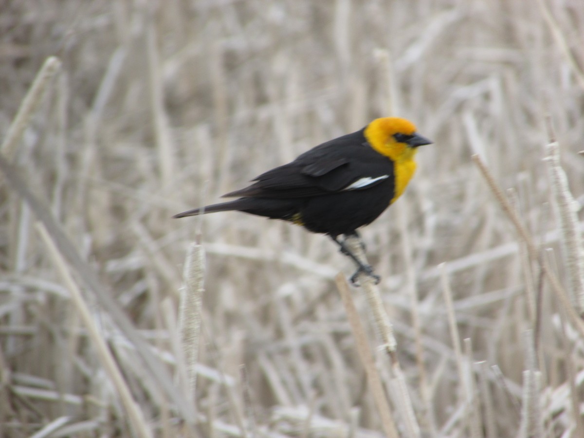 Yellow-headed Blackbird - ML620071224