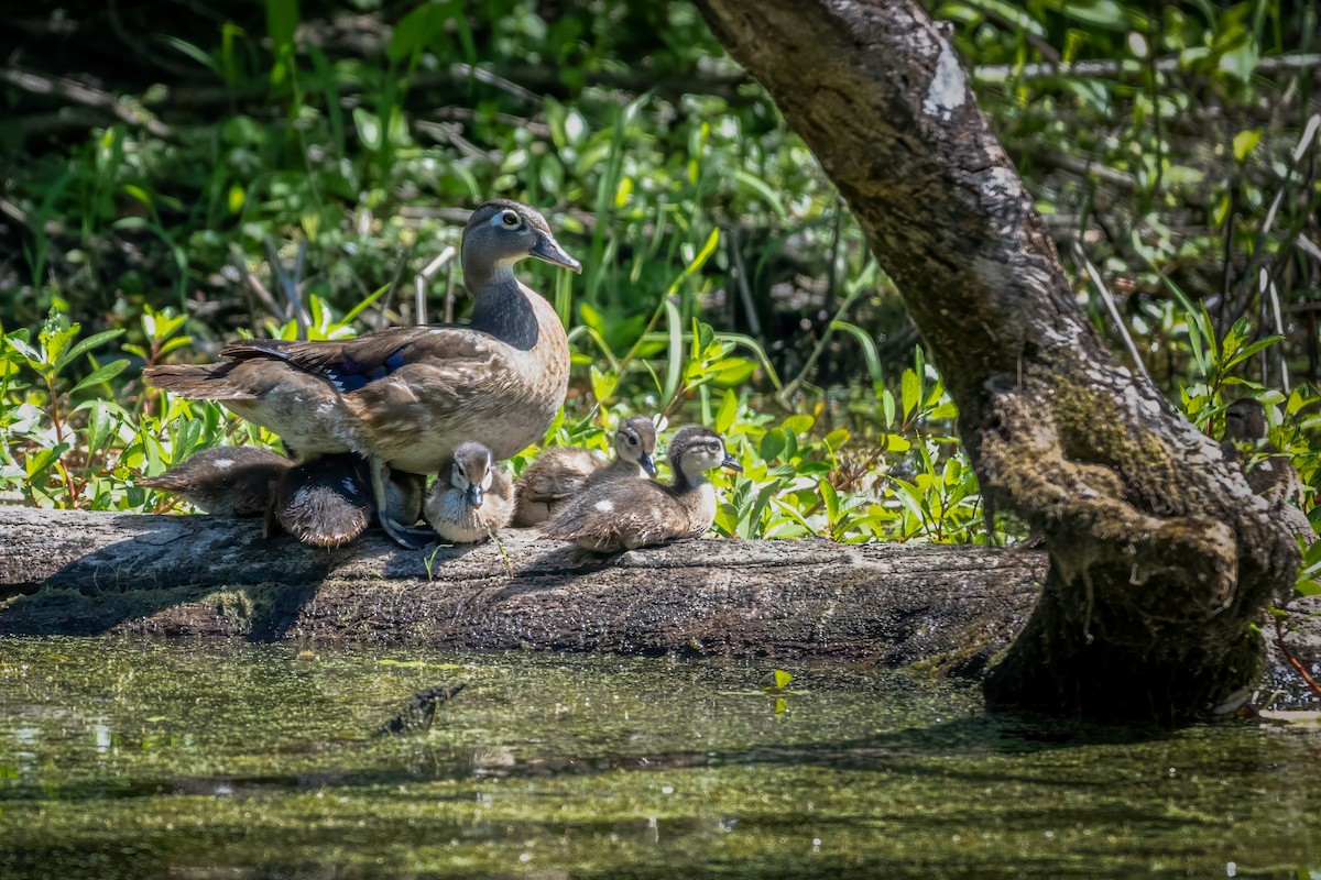 Wood Duck - ML620071238