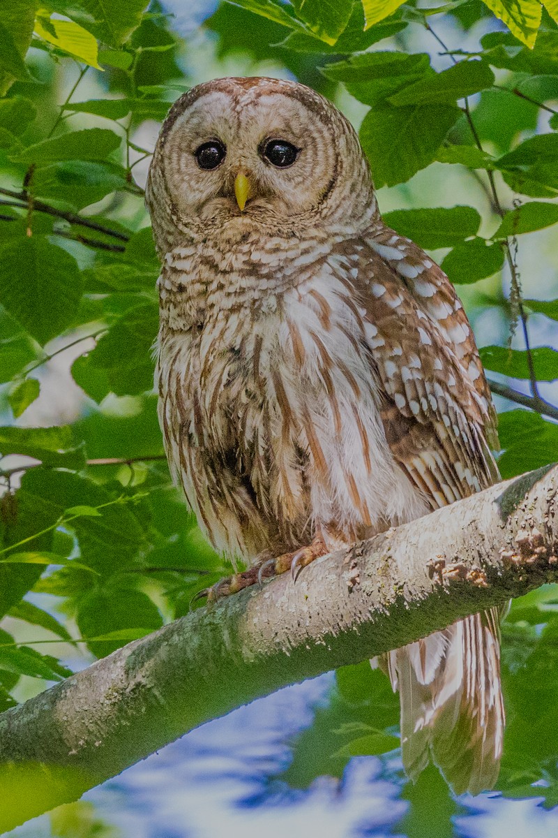 Barred Owl - ML620071254