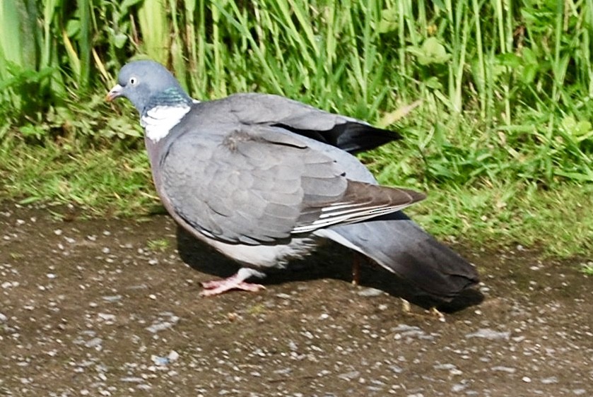 Common Wood-Pigeon - ML620071257