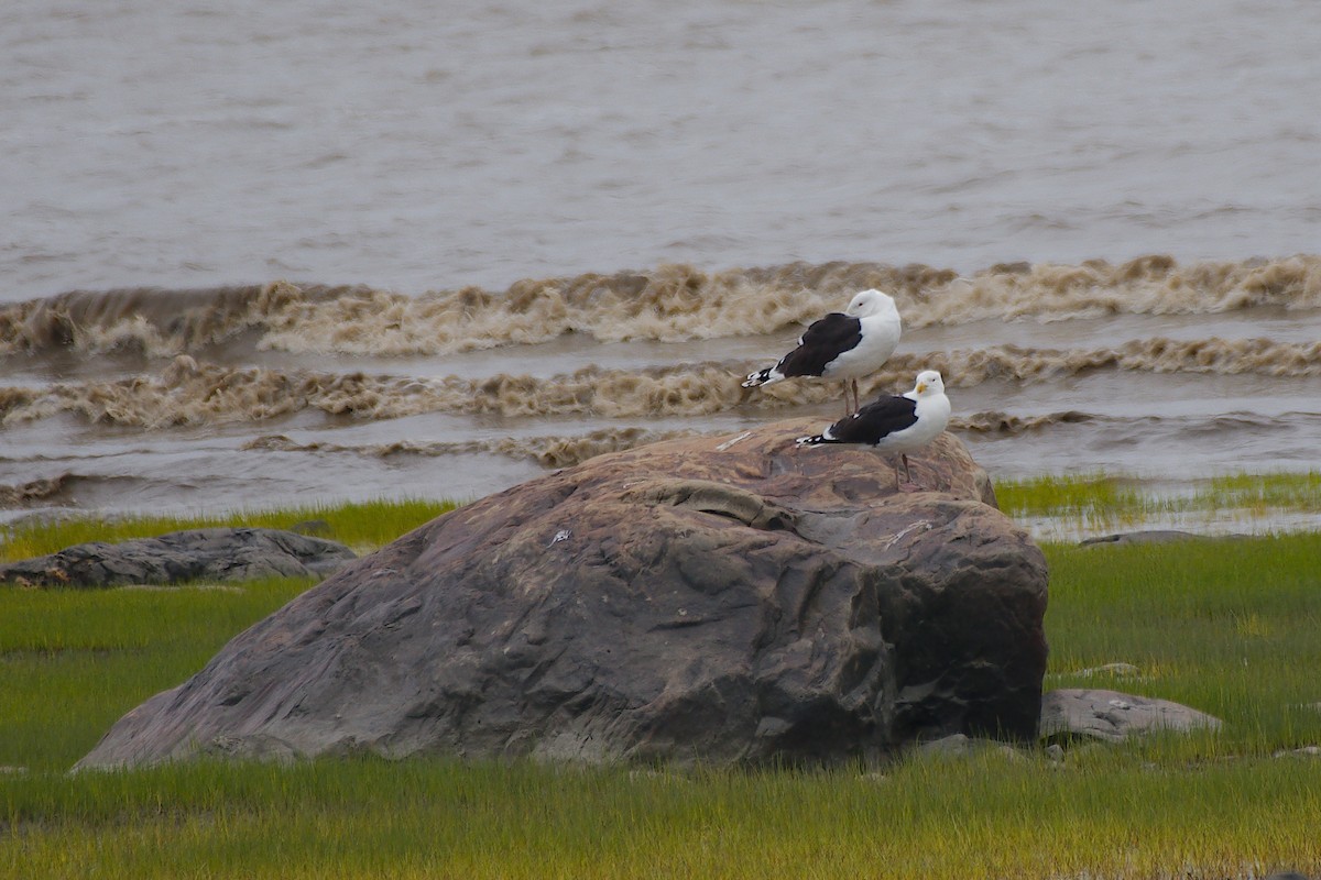 Great Black-backed Gull - ML620071266