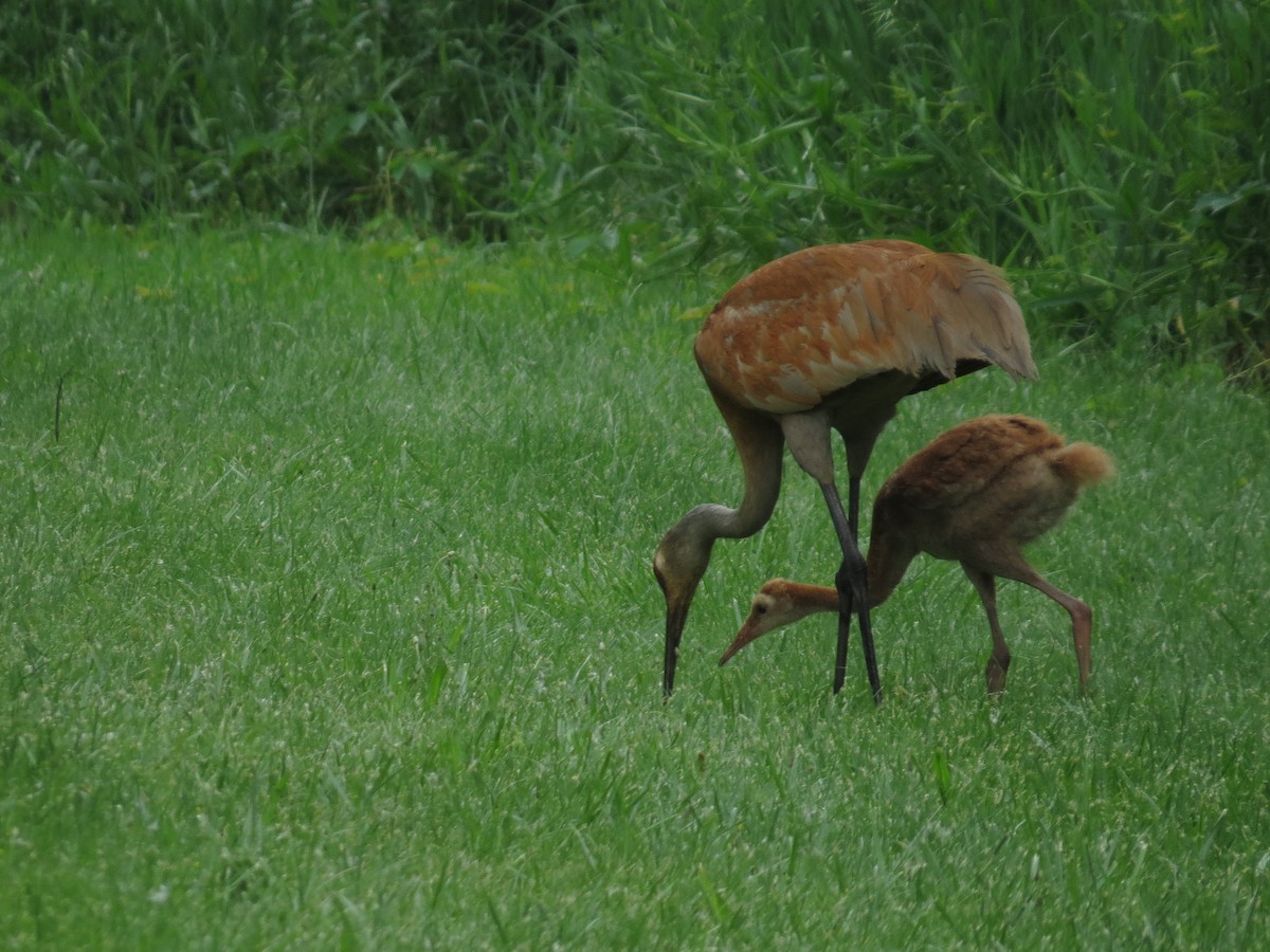 Sandhill Crane - ML620071274