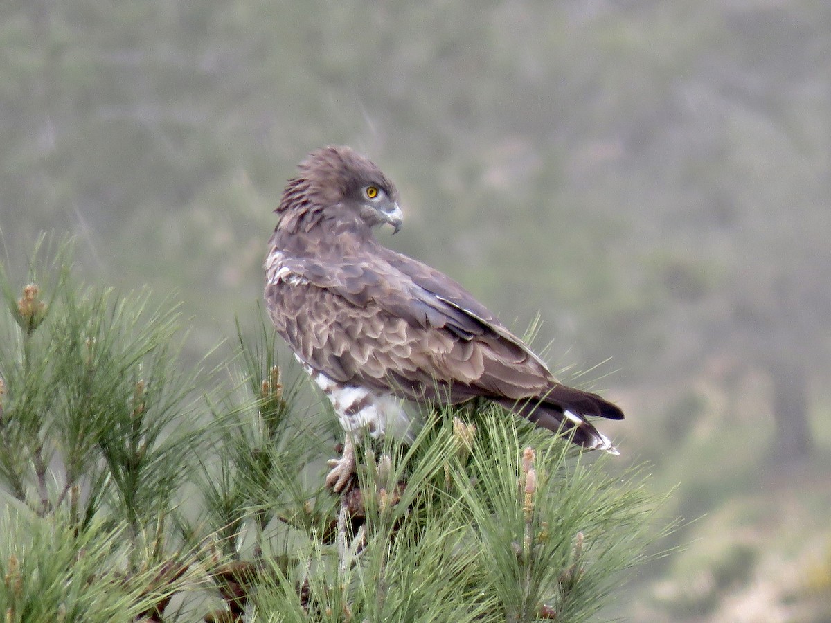 Short-toed Snake-Eagle - ML620071281