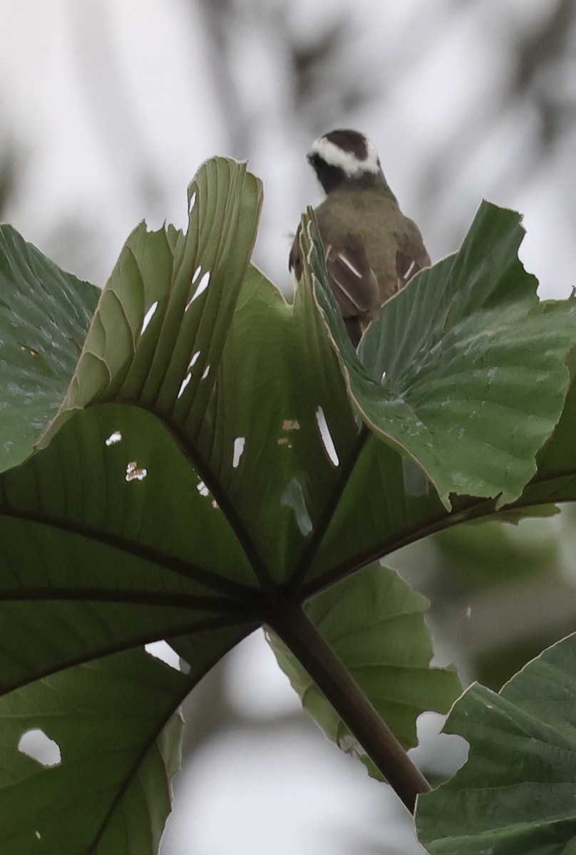 White-ringed Flycatcher - ML620071287