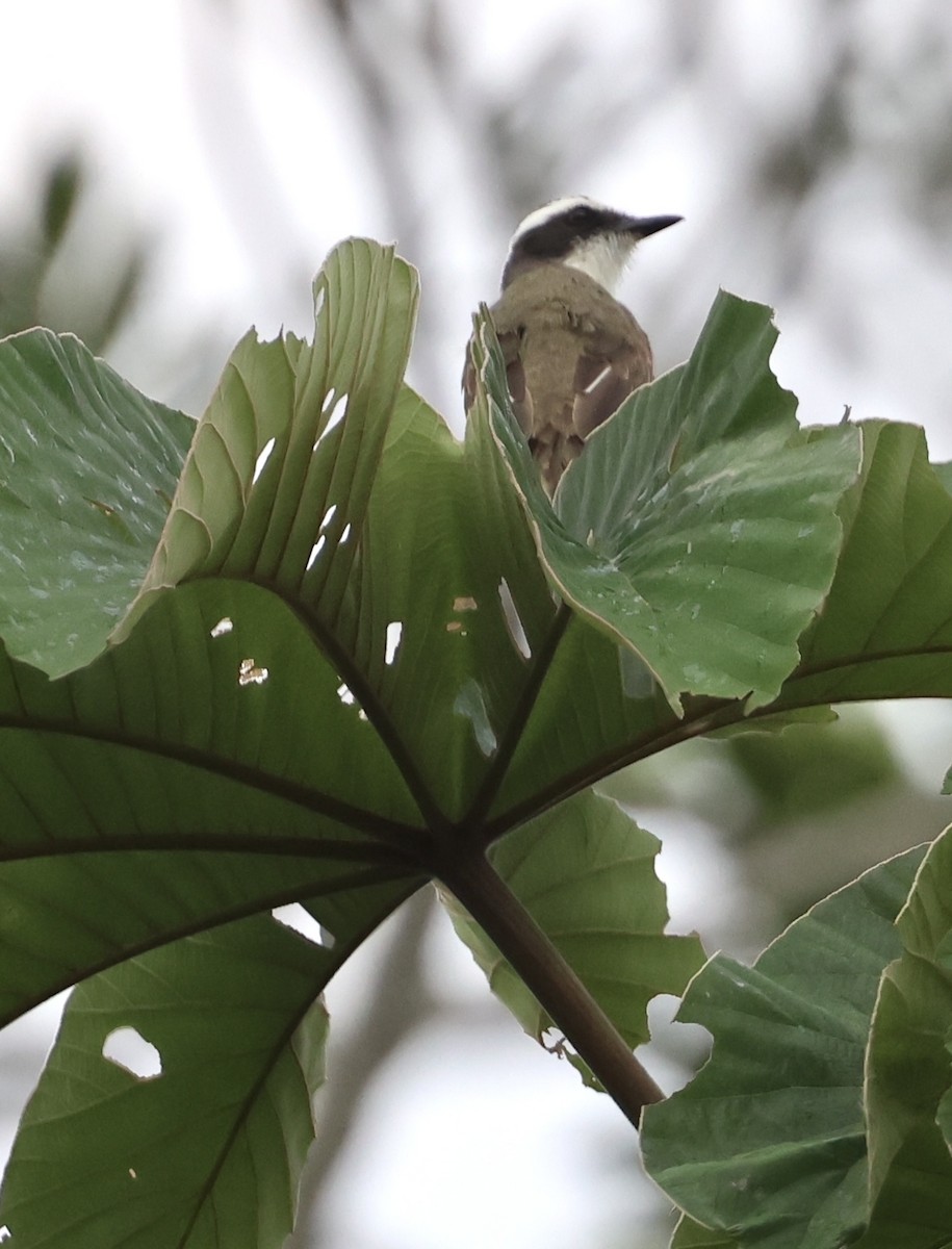 White-ringed Flycatcher - ML620071288