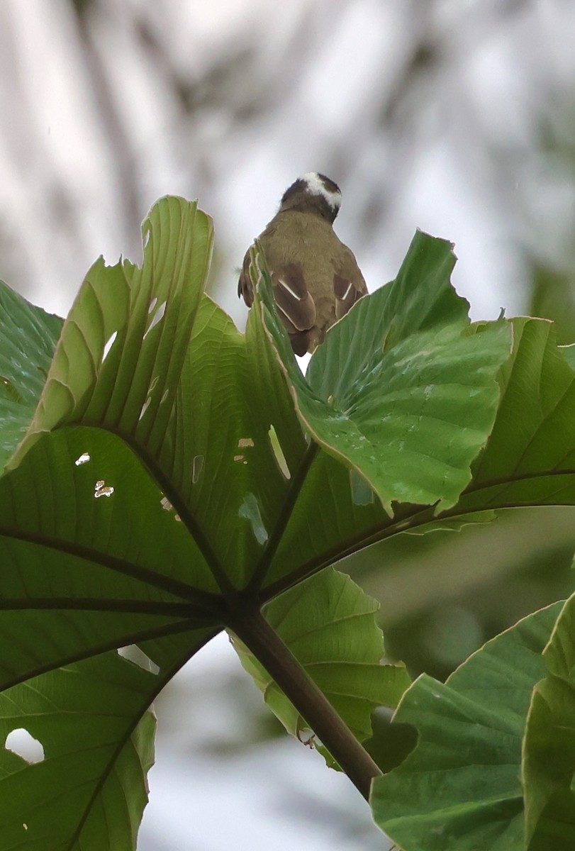 White-ringed Flycatcher - ML620071289