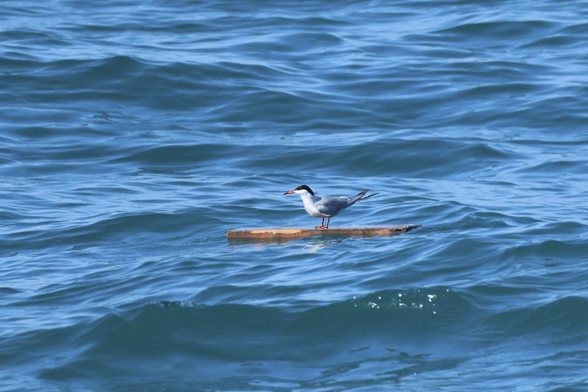 Common Tern - ML620071292