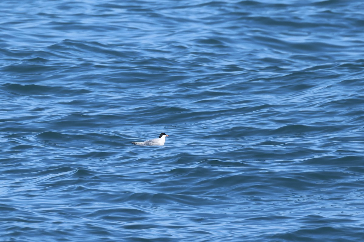Common Tern - ML620071293