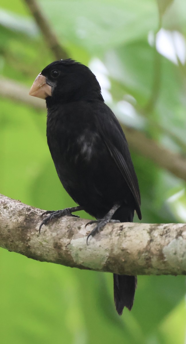 Nicaraguan Seed-Finch - ML620071301