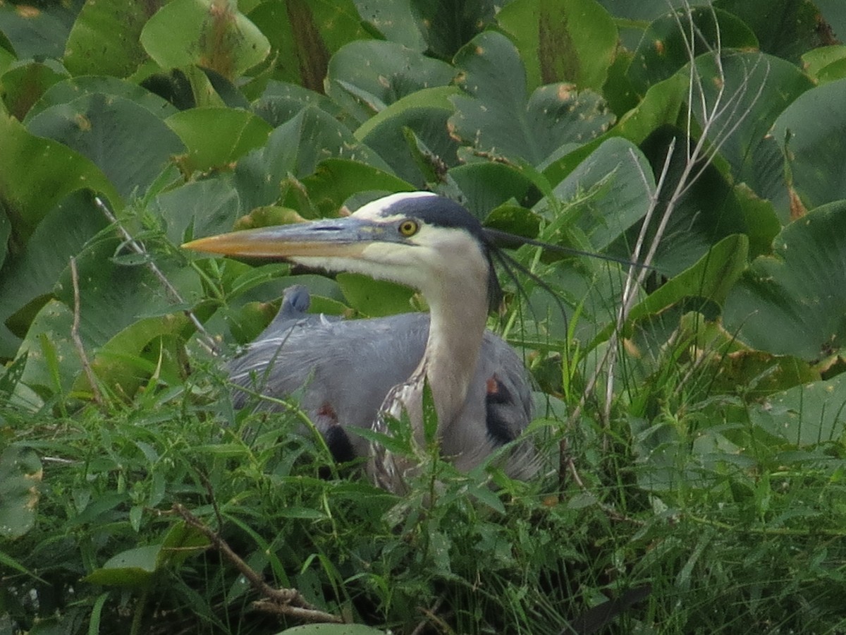 Great Blue Heron - ML620071307