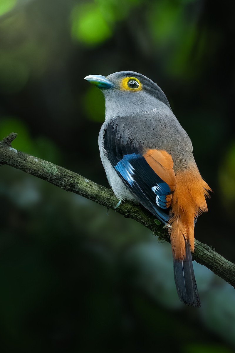 Gray-lored Broadbill - ML620071318