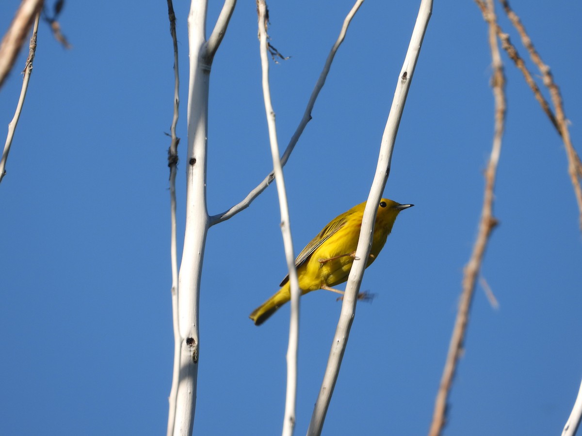 Yellow Warbler - ML620071323