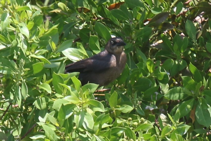 Boat-tailed Grackle - ML620071326