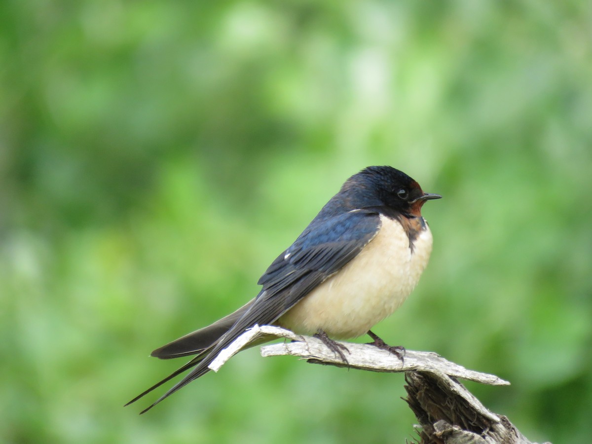 Barn Swallow - ML620071330