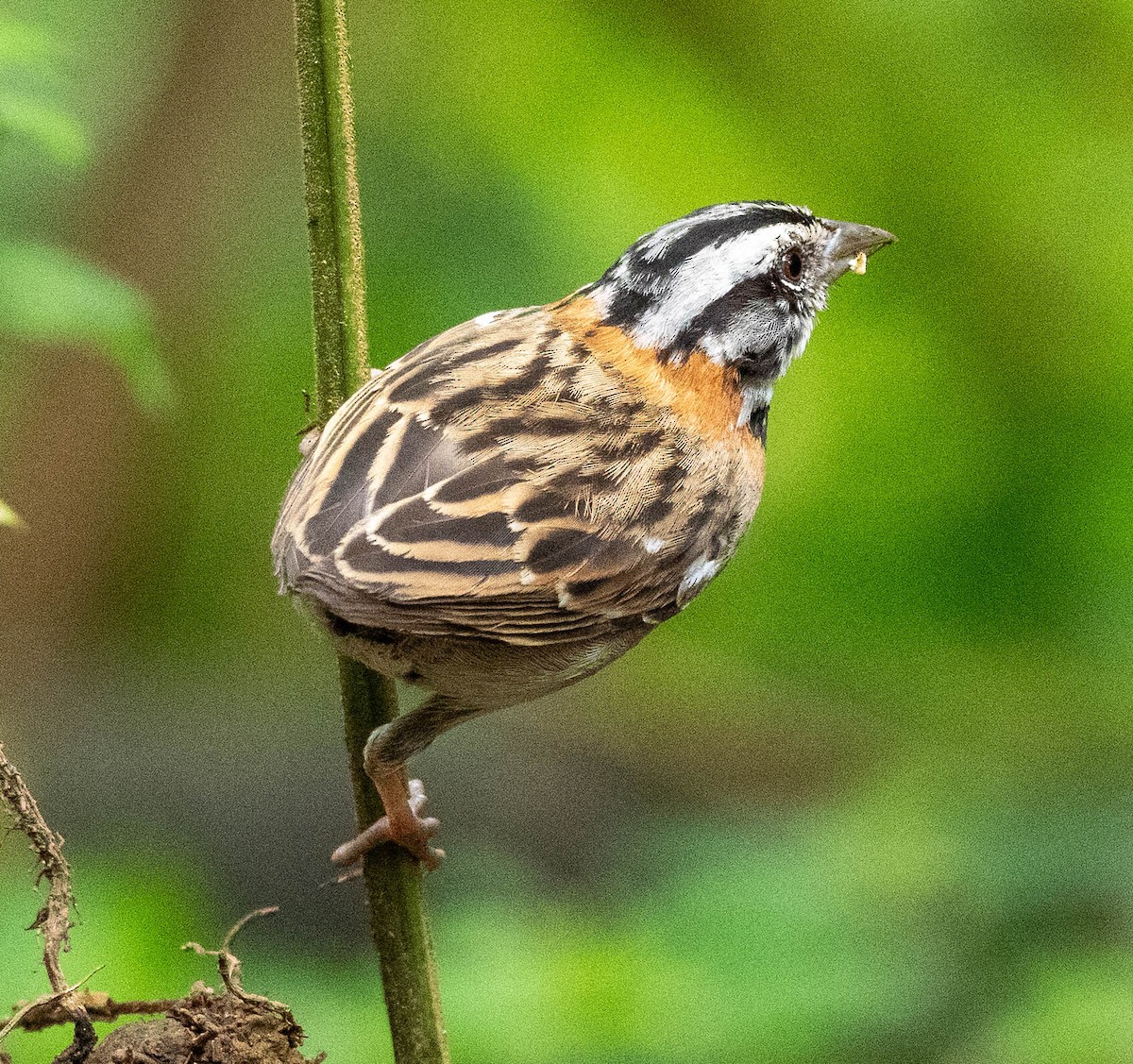 Rufous-collared Sparrow - ML620071331