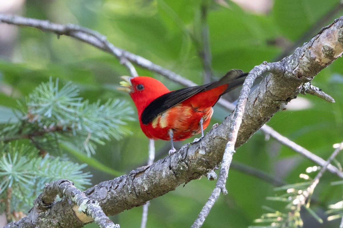 Scarlet Tanager - ML620071332