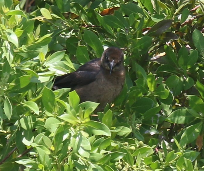 Boat-tailed Grackle - ML620071333