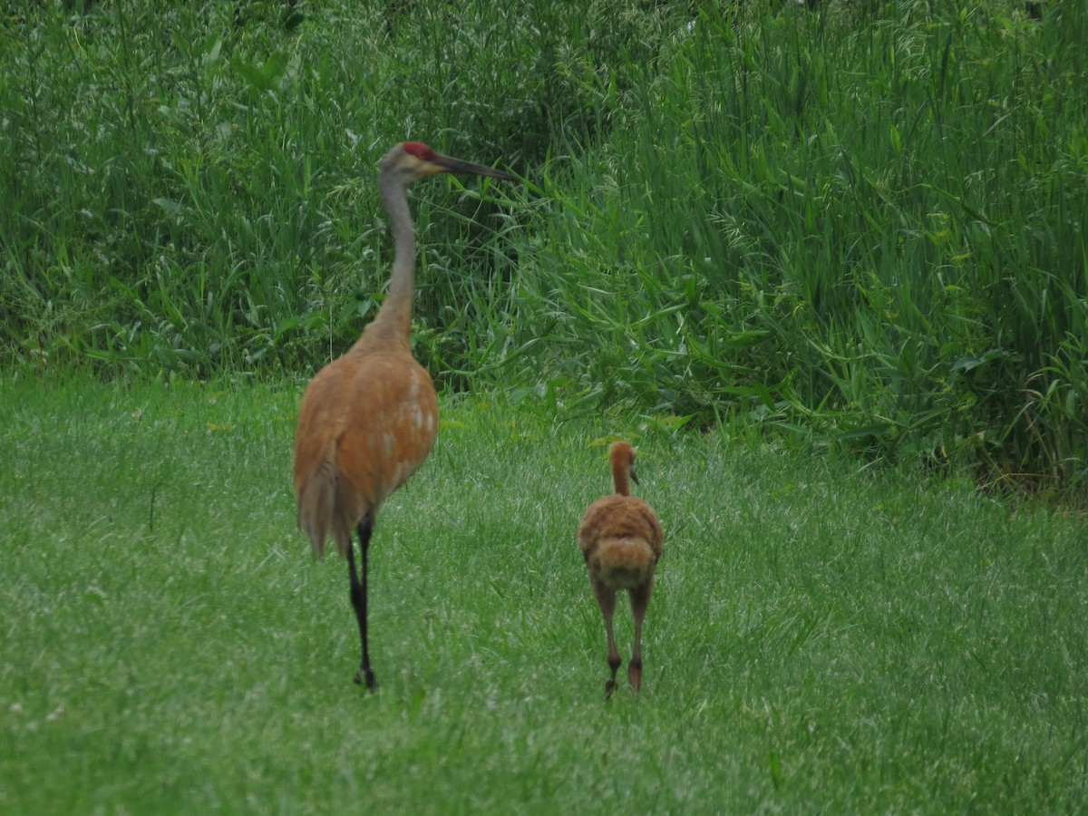 Sandhill Crane - ML620071335