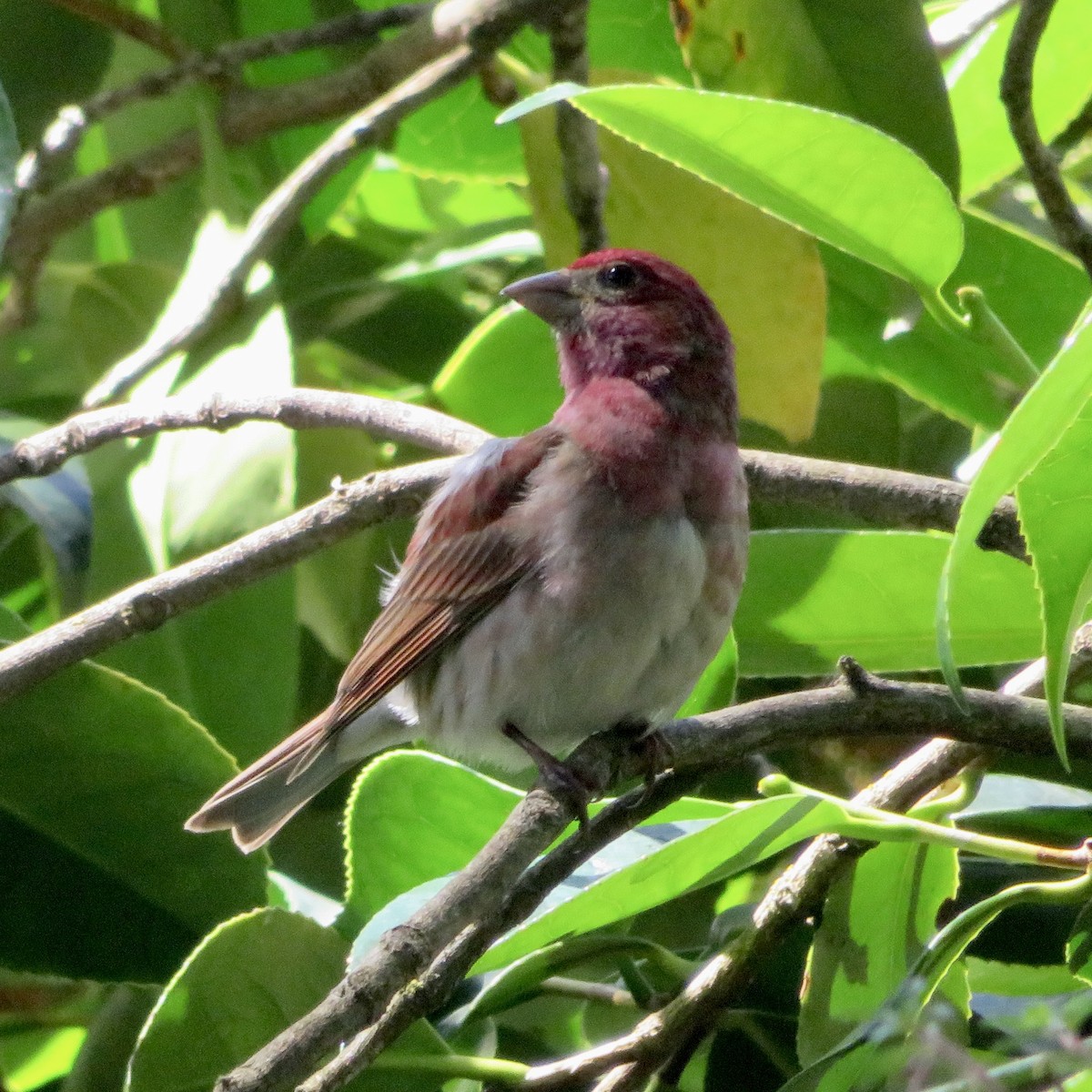 Purple Finch - ML620071338