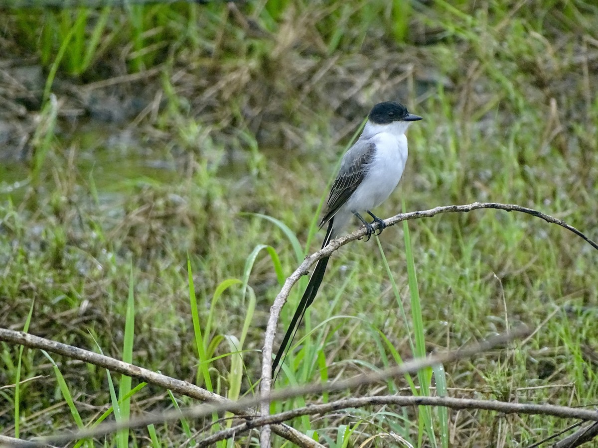 Gabelschwanz-Königstyrann - ML620071342