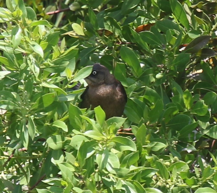 Boat-tailed Grackle - ML620071346