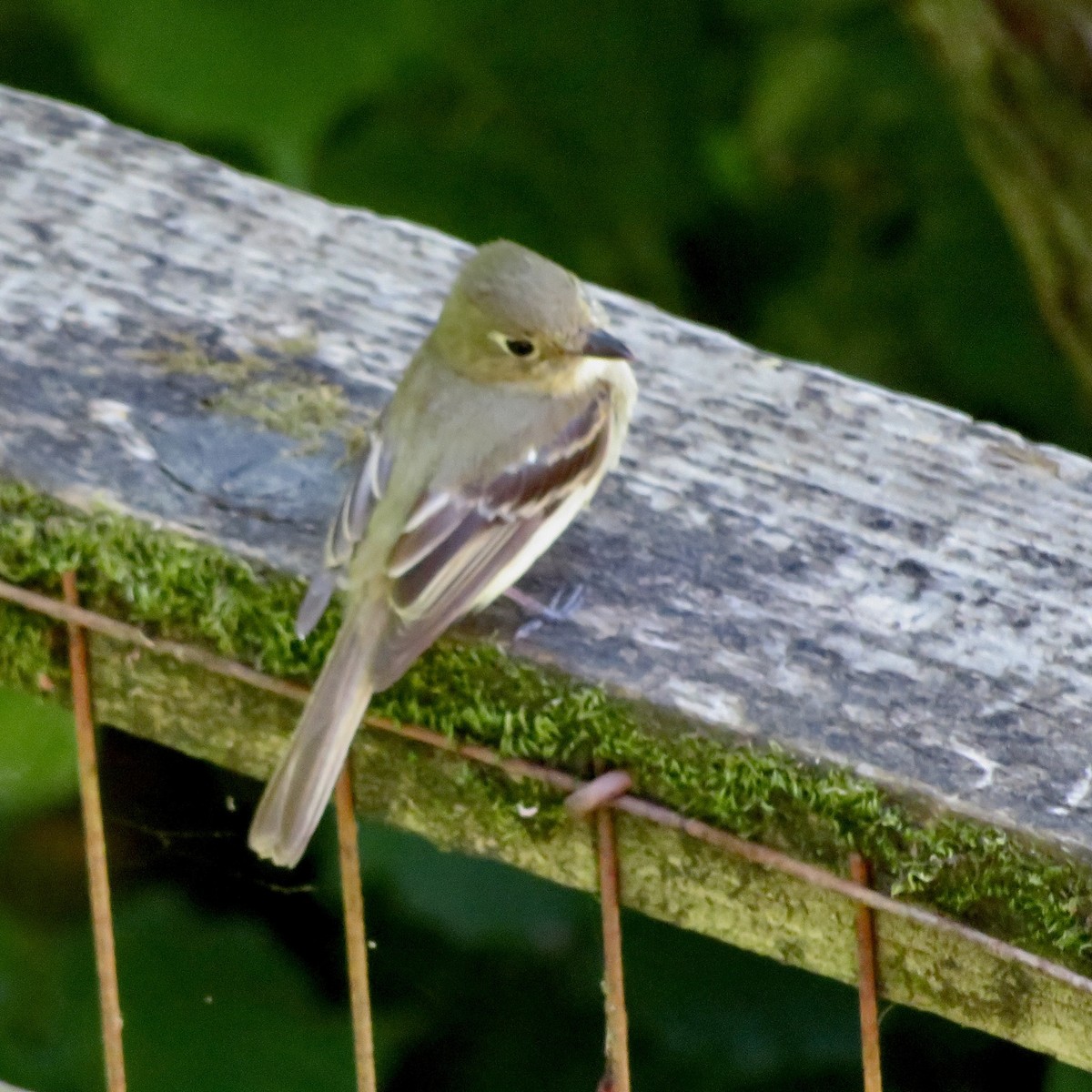 Western Flycatcher - ML620071354