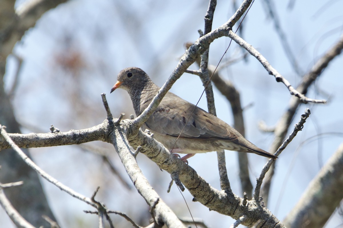 Common Ground Dove - ML620071357