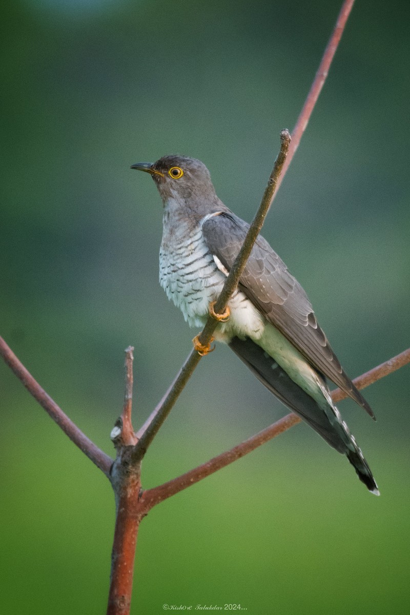 Common Cuckoo - ML620071371