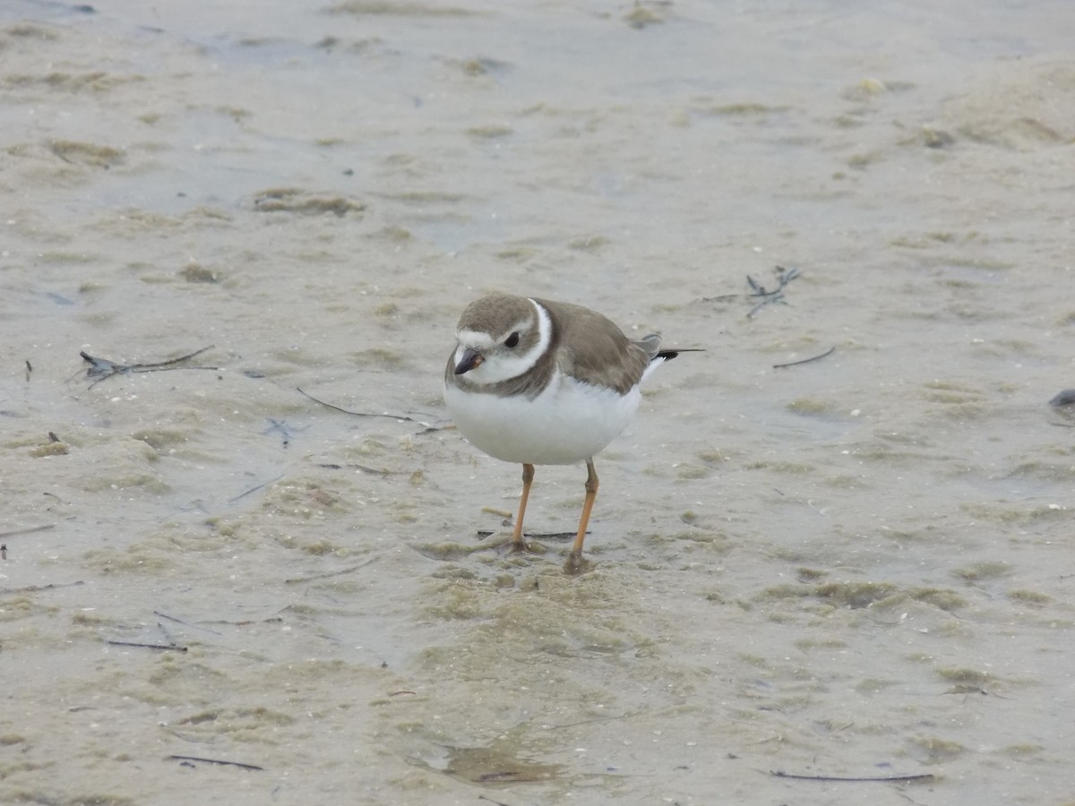 Semipalmated Plover - ML620071375