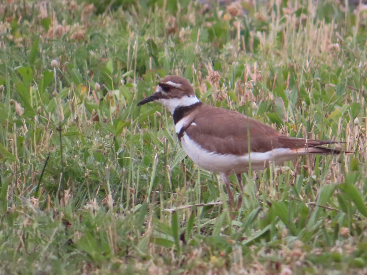 Killdeer - ML620071379