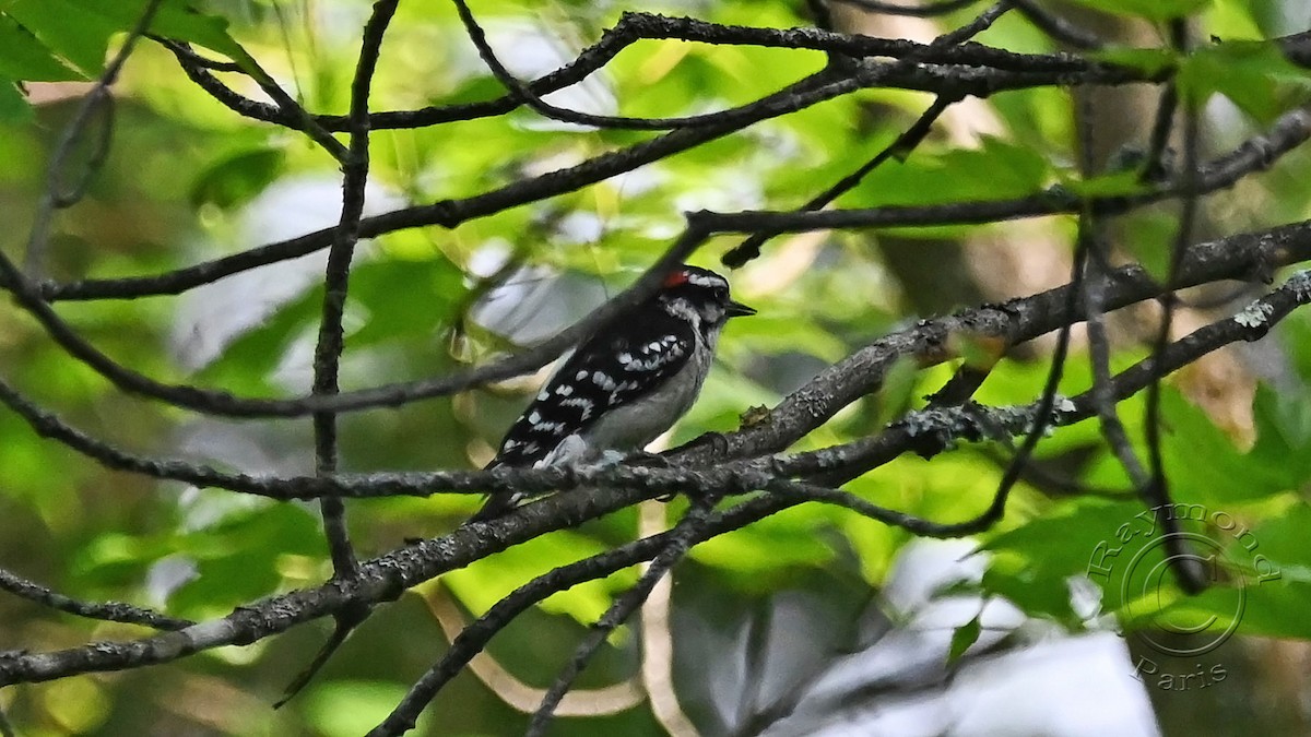 Hairy Woodpecker - ML620071382