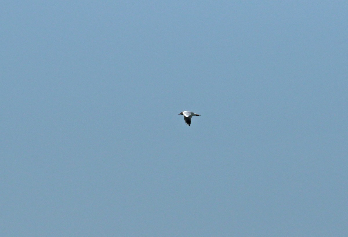 Озёрная чайка - ML620071391