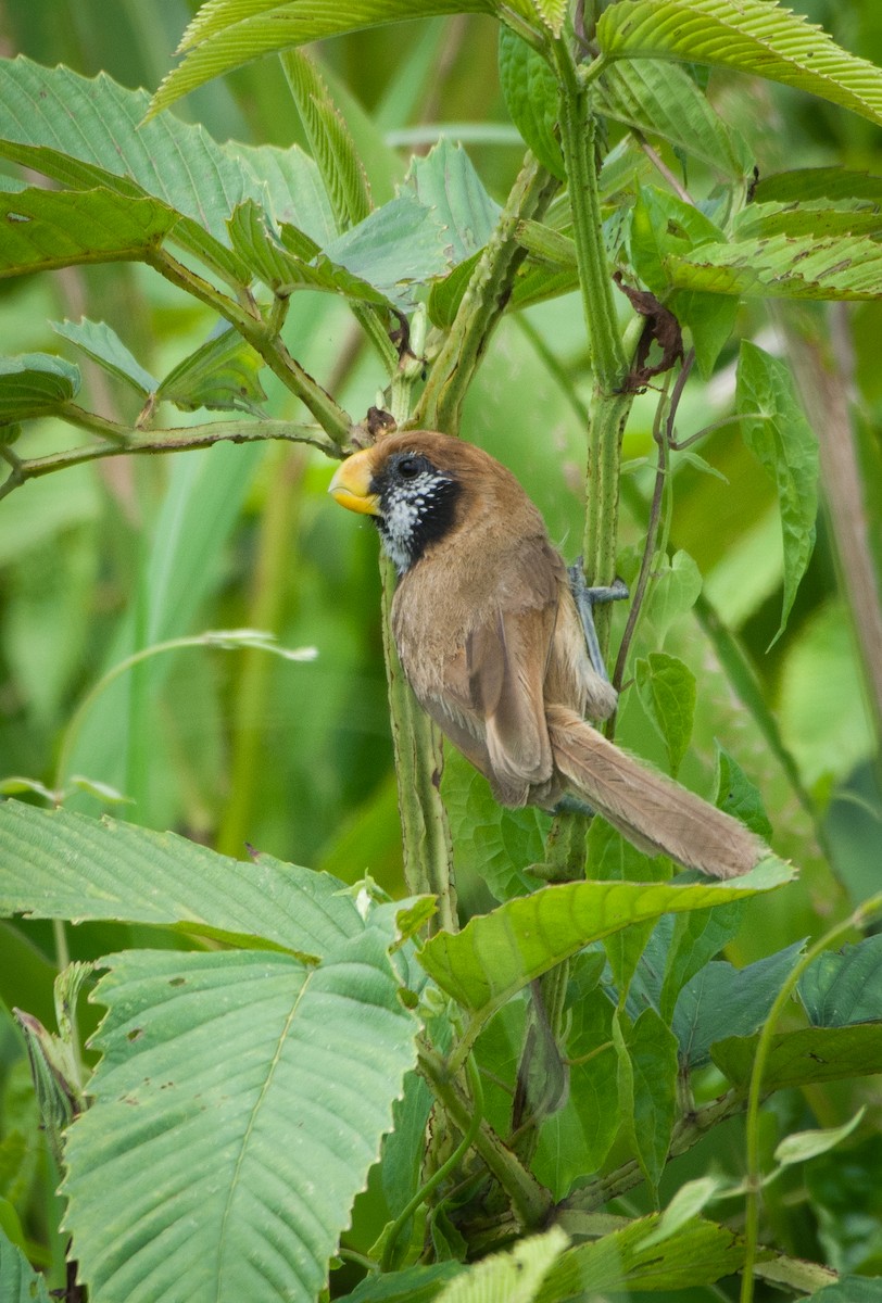 Black-breasted Parrotbill - ML620071394