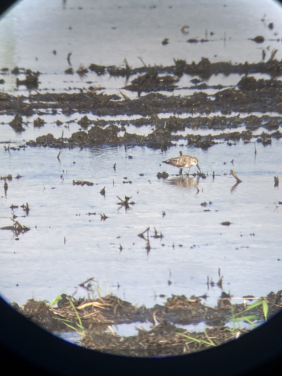 Semipalmated Sandpiper - ML620071395