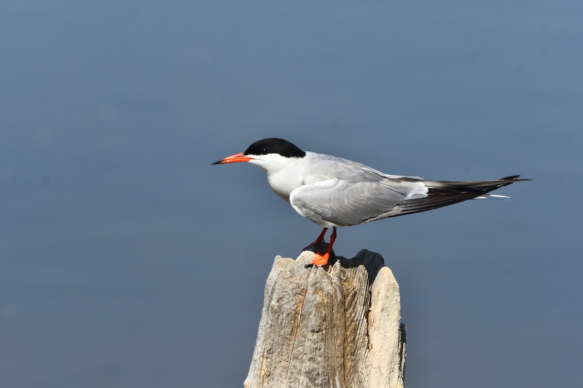 Common Tern - ML620071415