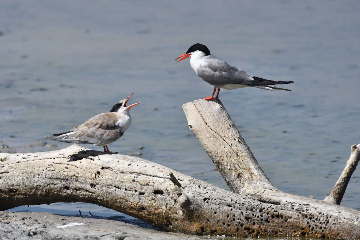 Common Tern - ML620071416