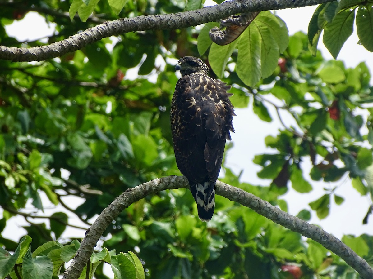 Common Black Hawk - ML620071436