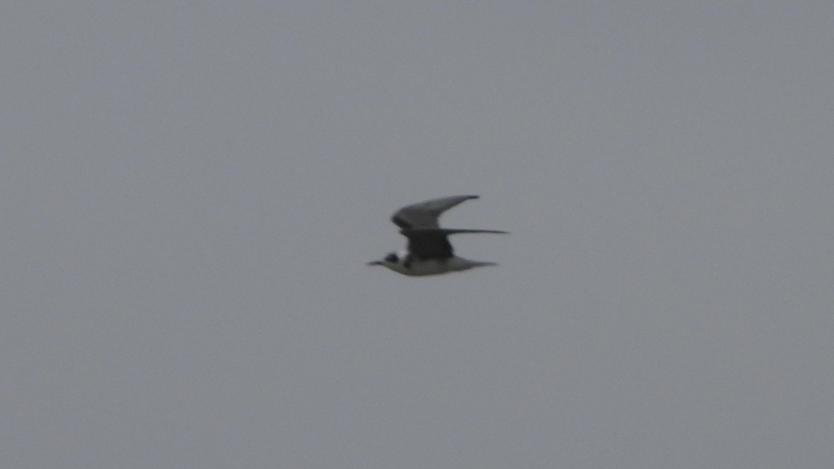 Black Tern - ML620071443