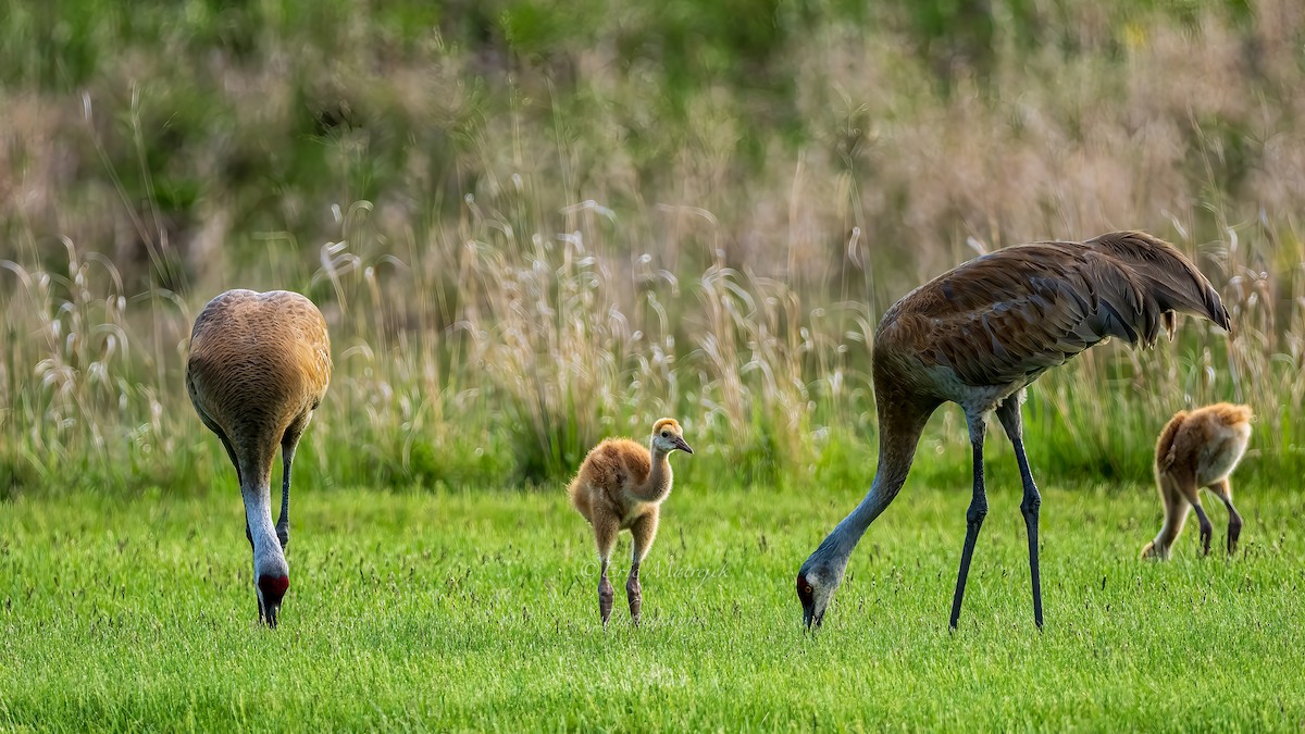 jeřáb kanadský - ML620071447