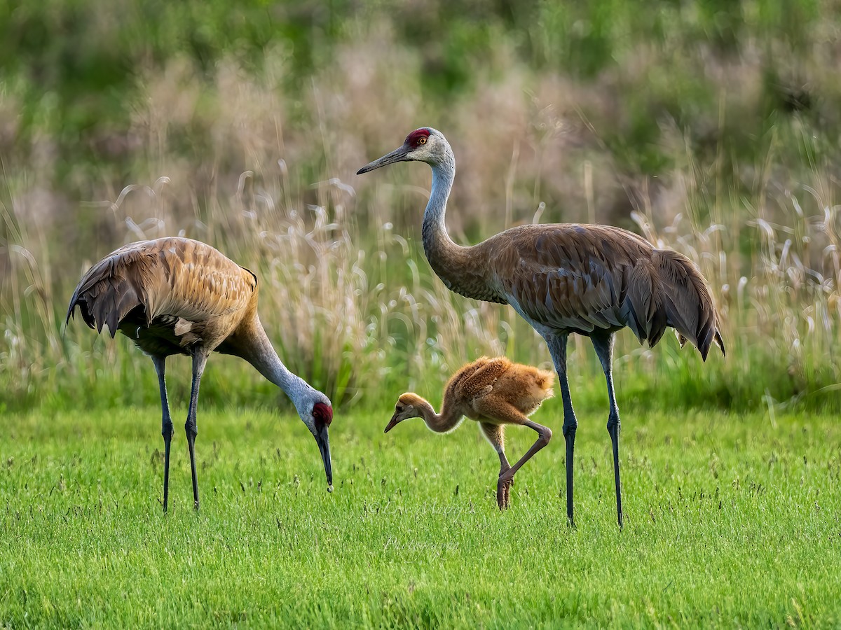 Sandhill Crane - Eric Matrejek